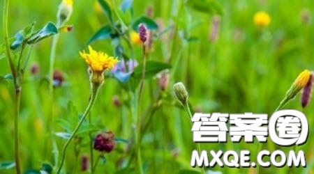 薔薇花開(kāi)為題作文600字 關(guān)于薔薇花開(kāi)為題目的作文600字