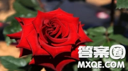 關于以愛心為話題的作文600字 以愛心為話題的作文600字
