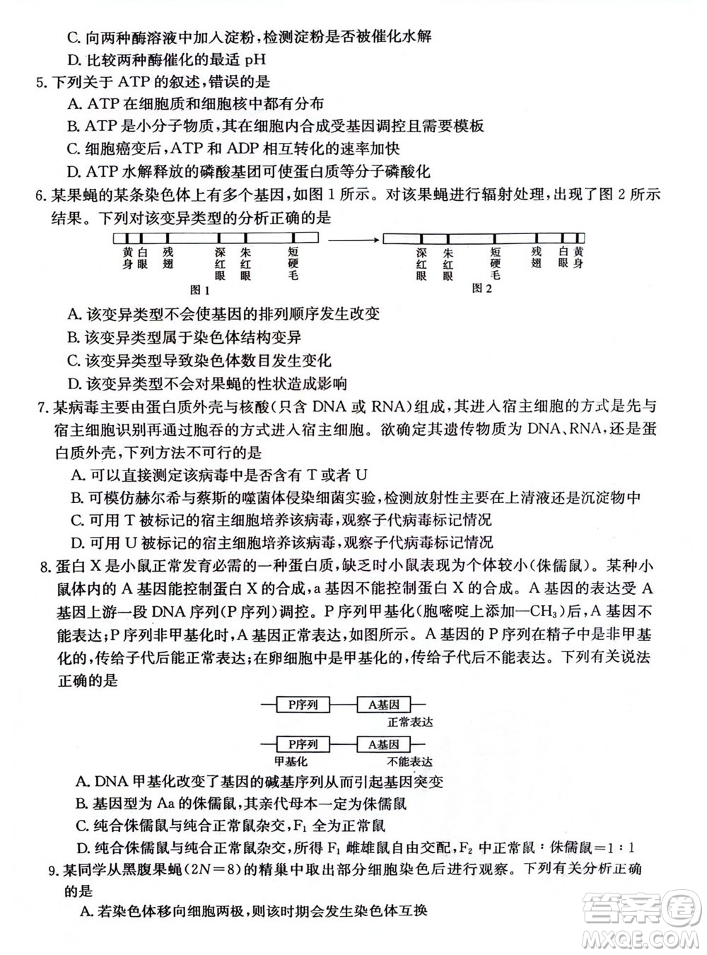 2024屆貴州金太陽(yáng)高三10月26日24-111C聯(lián)考生物試卷答案