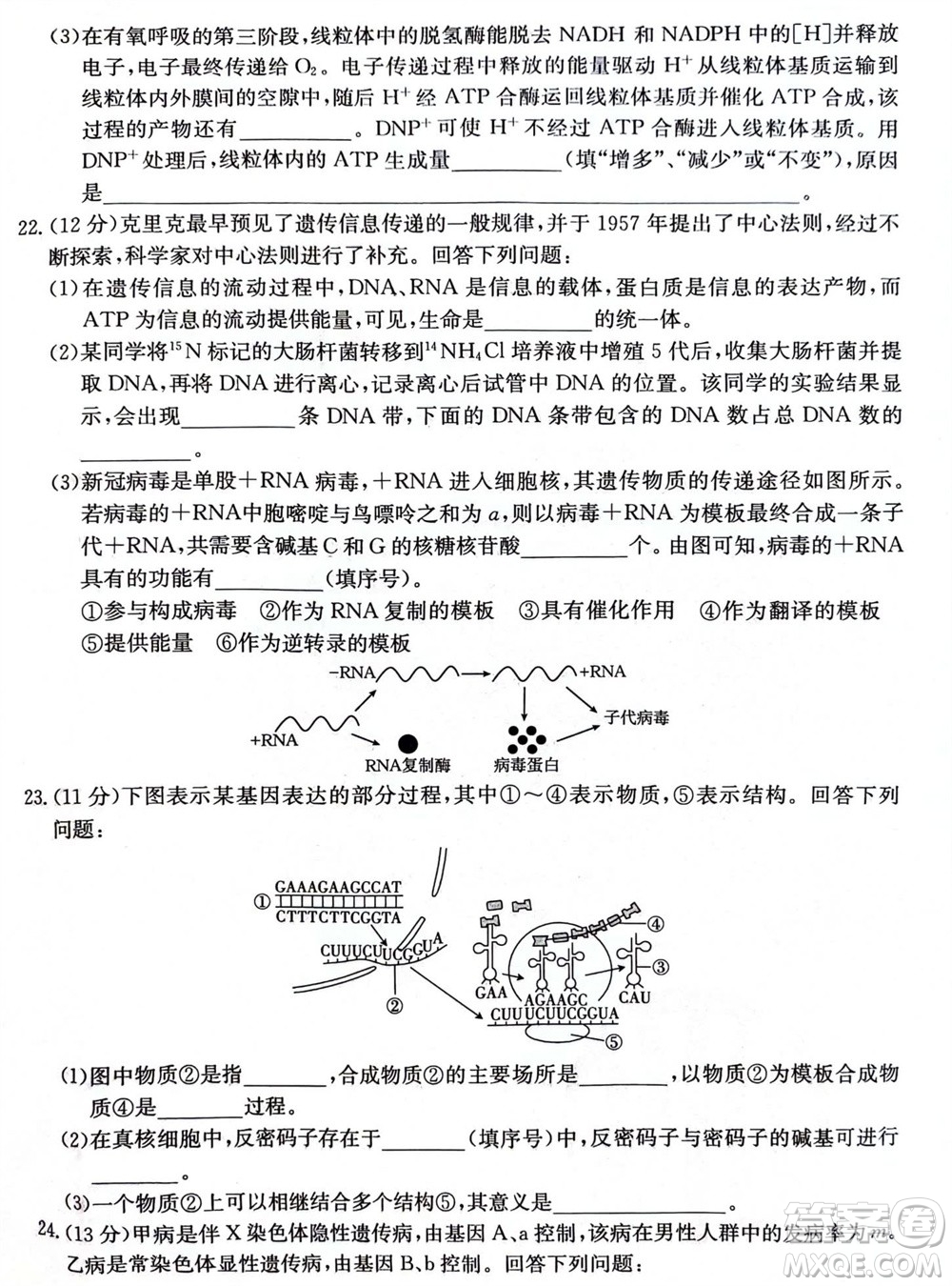 2024屆貴州金太陽(yáng)高三10月26日24-111C聯(lián)考生物試卷答案