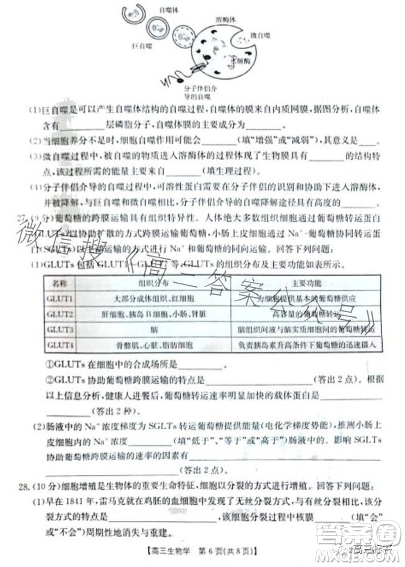 2024屆新疆金太陽(yáng)聯(lián)考高三10月30日24-46C生物試卷答案