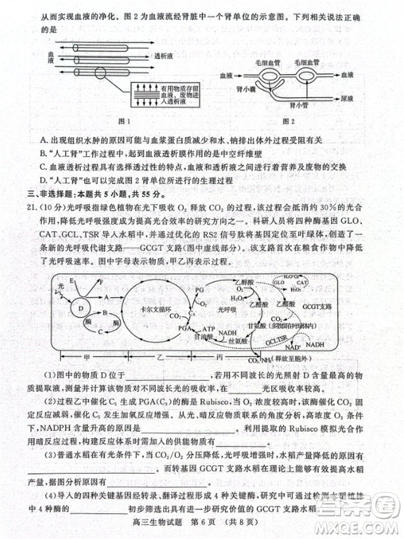 山東省名?？荚嚶?lián)盟2023-2024學(xué)年高三上學(xué)期11月期中檢測(cè)生物試題答案