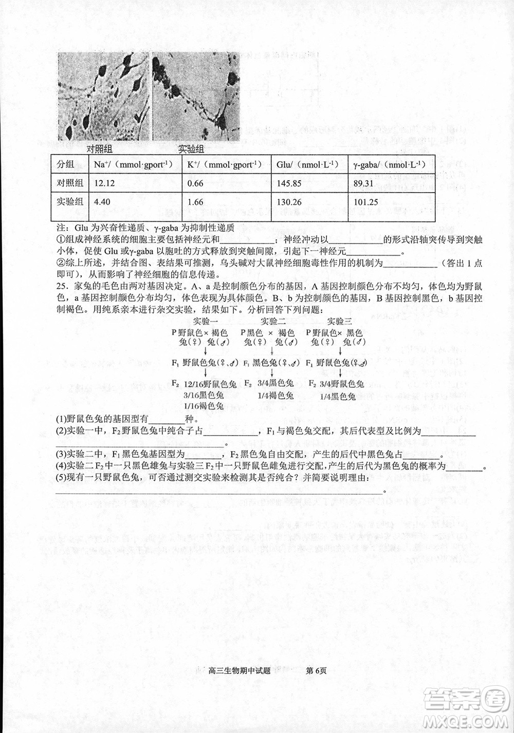 遼寧省2023-2024學(xué)年上學(xué)期遼西聯(lián)合校高三11月期中考試生物答案
