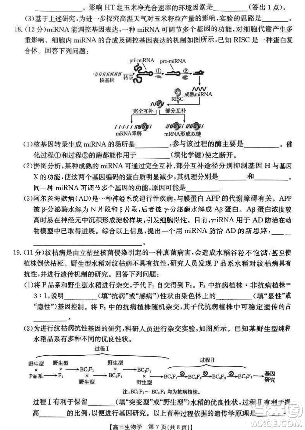 2024屆福建金太陽高三上學(xué)期11月16號聯(lián)考生物參考答案