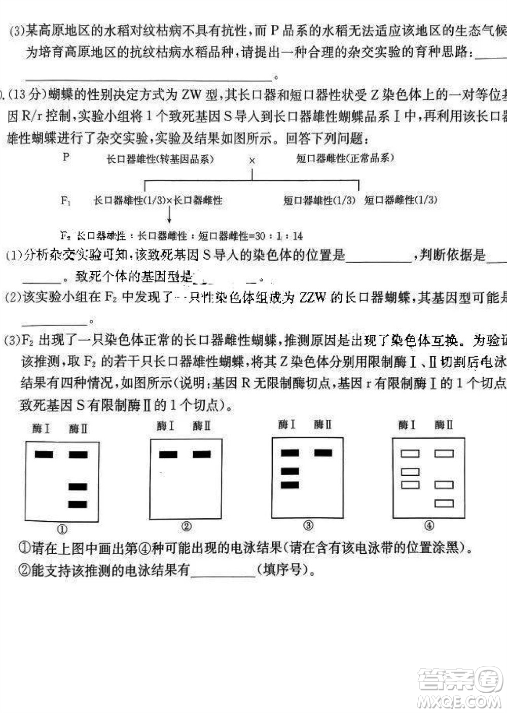2024屆福建金太陽高三上學(xué)期11月16號聯(lián)考生物參考答案
