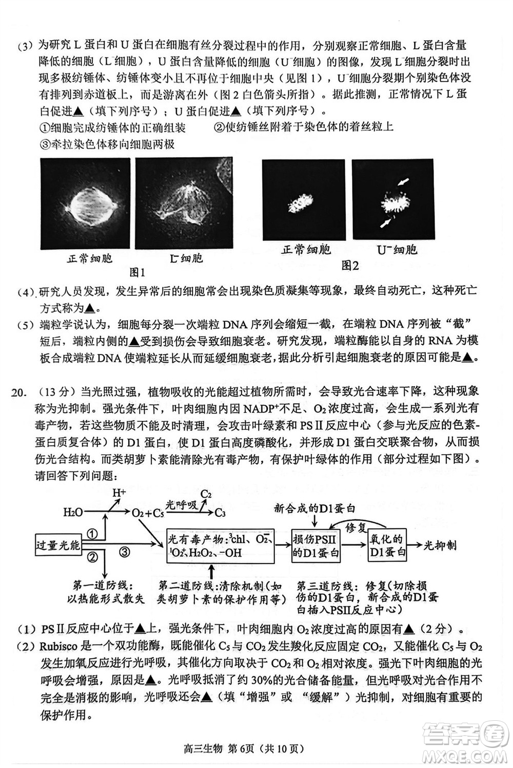 揚(yáng)州市2023-2024學(xué)年高三上學(xué)期期中檢測(cè)試題生物答案
