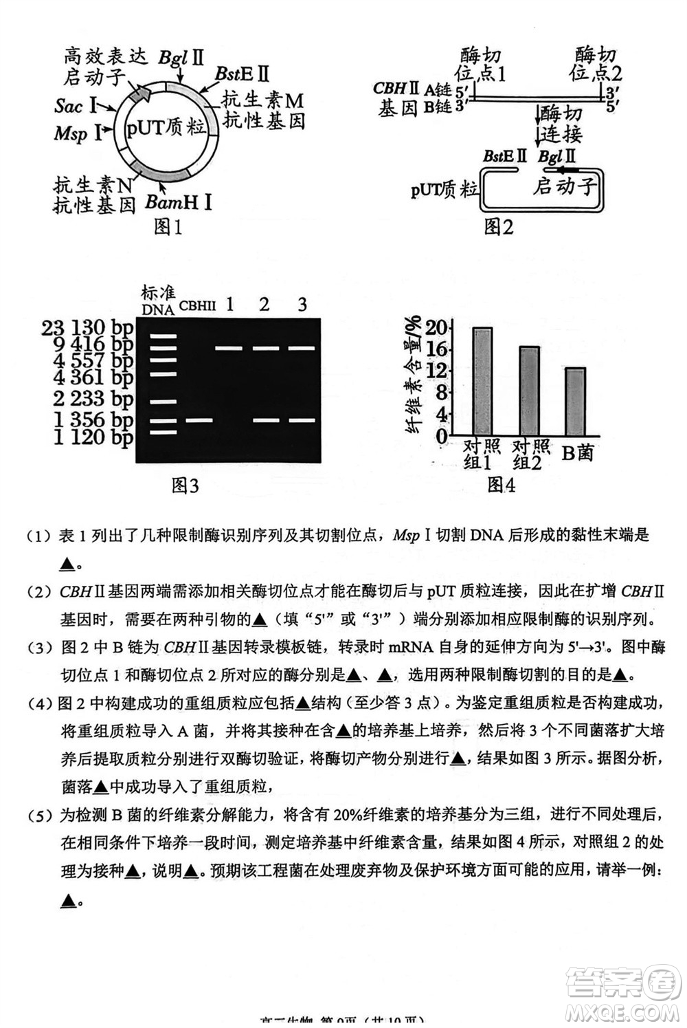 揚(yáng)州市2023-2024學(xué)年高三上學(xué)期期中檢測(cè)試題生物答案