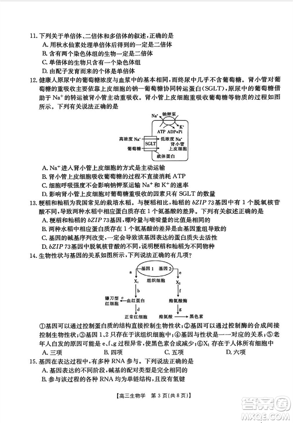 山西省2024屆高三上學(xué)期11月金太陽聯(lián)考生物試題答案