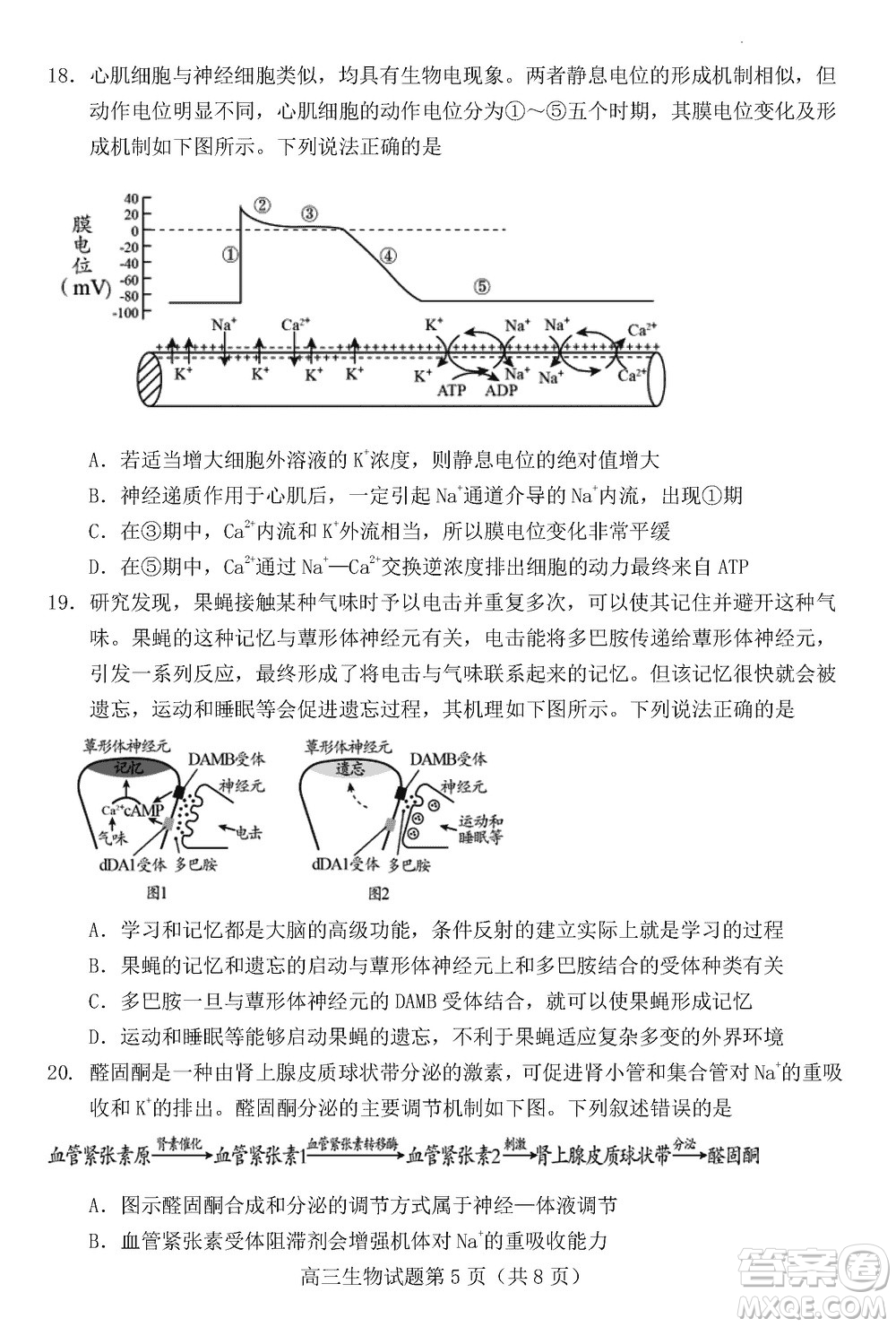 日照2021級高三上學(xué)期11月期中校際聯(lián)合考試生物參考答案
