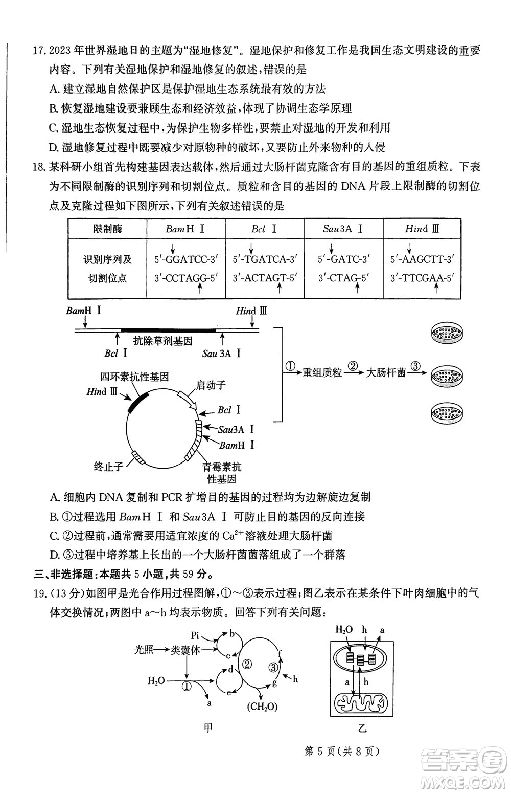 2024屆河北省部分重點高中高三上學期12月普通高考模擬試題生物參考答案