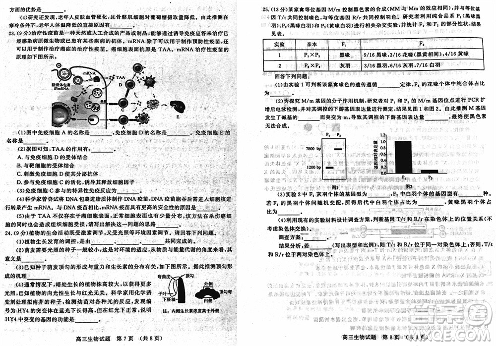 山東名?？荚嚶?lián)盟2023年12月高三年級階段性檢測生物試題參考答案