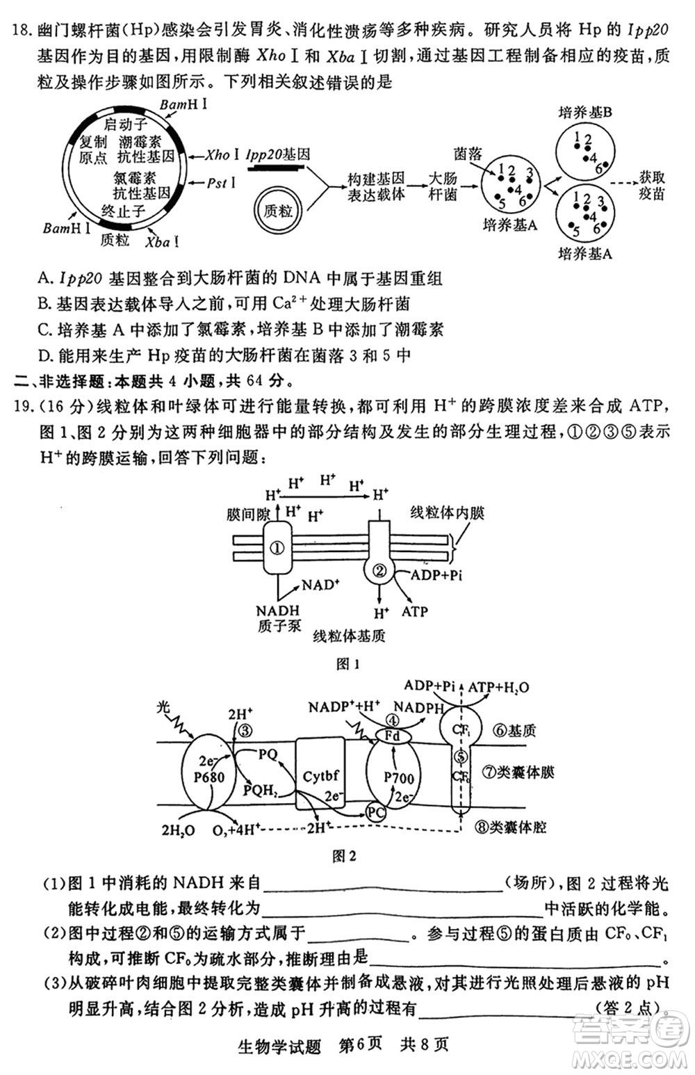 T8聯(lián)考2024屆高三上學(xué)期第一次學(xué)業(yè)質(zhì)量評價生物參考答案