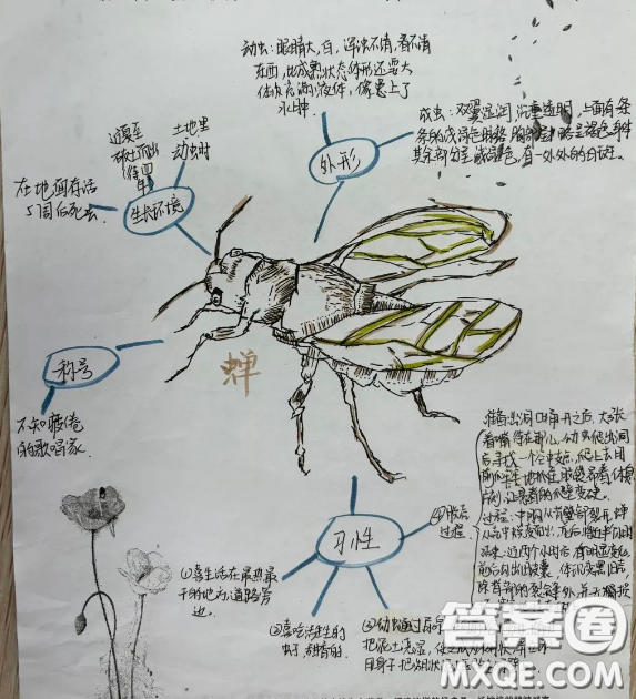 昆蟲記思維導(dǎo)圖知識(shí)點(diǎn)整理 關(guān)于昆蟲記的思維導(dǎo)圖知識(shí)點(diǎn)整理