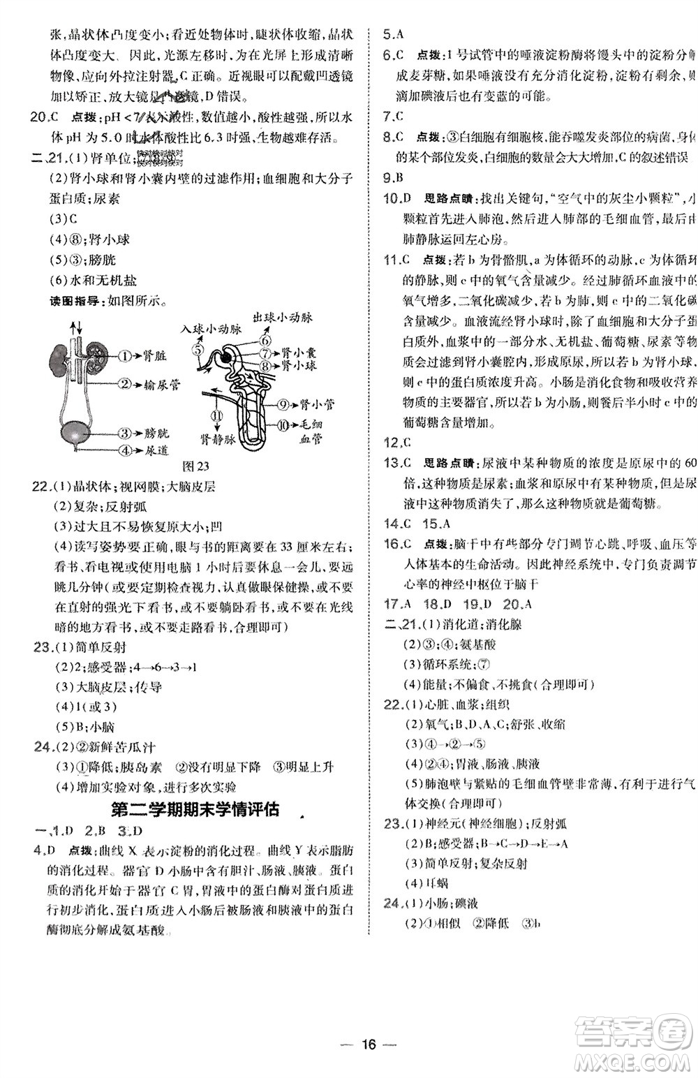吉林教育出版社2024年春榮德基點(diǎn)撥訓(xùn)練七年級(jí)生物下冊(cè)人教版參考答案