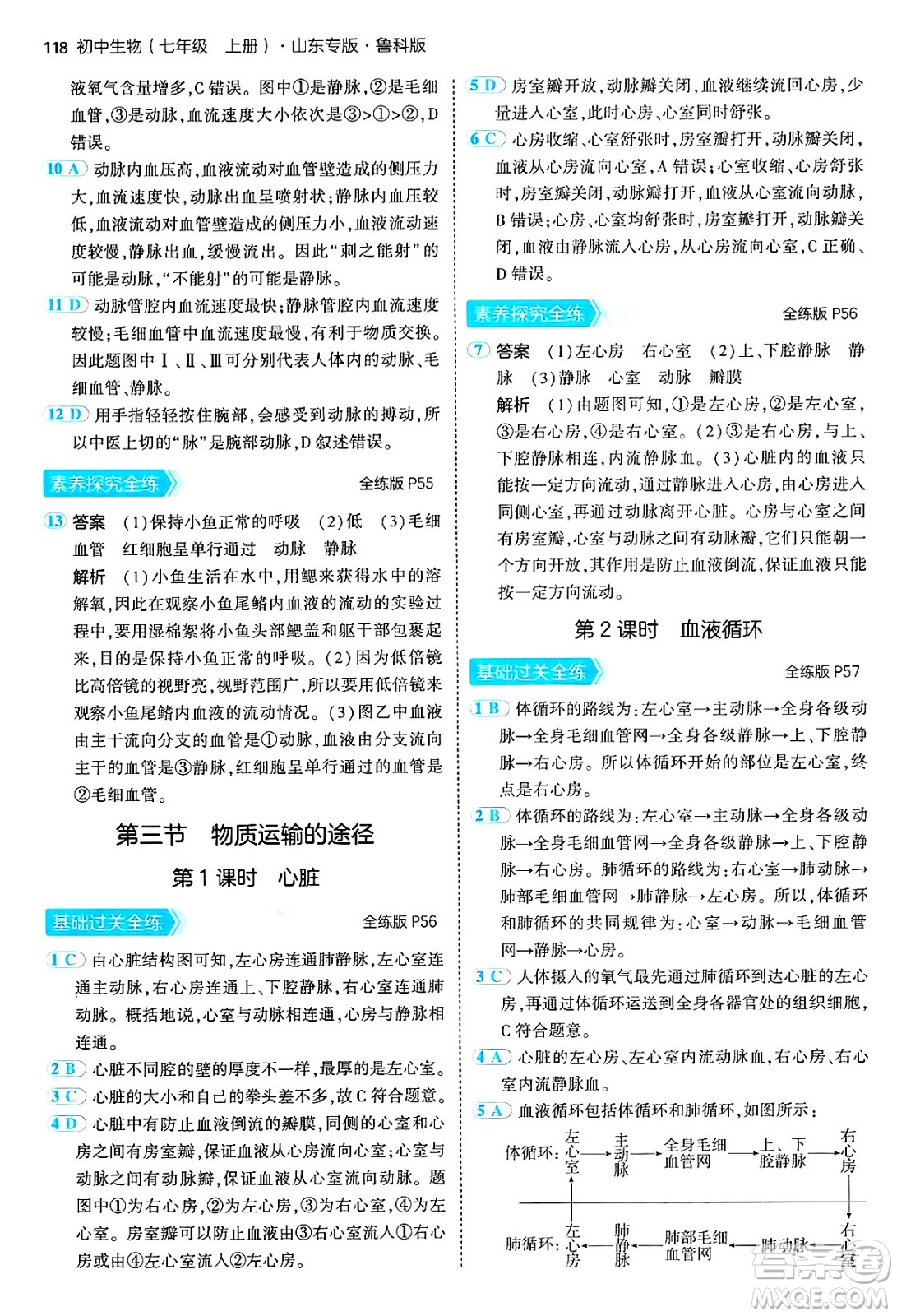 首都師范大學(xué)出版社2024年秋初中同步5年中考3年模擬七年級(jí)生物上冊(cè)魯科版山東專版答案