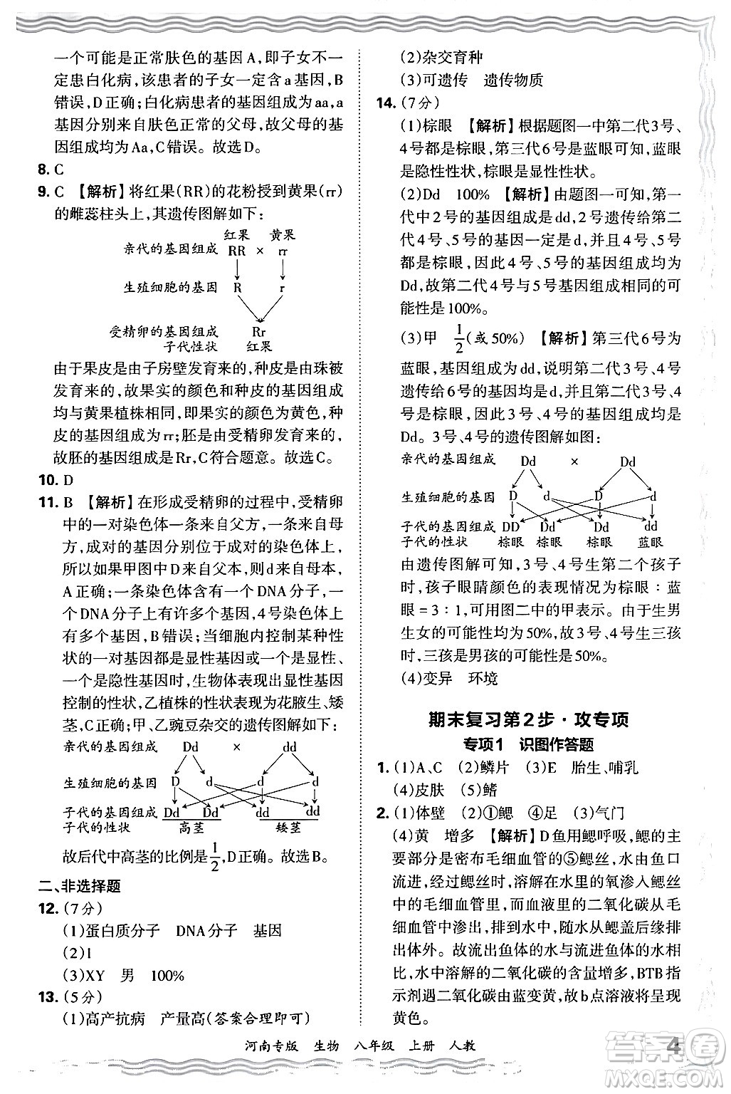 江西人民出版社2024年秋王朝霞各地期末試卷精選八年級(jí)生物上冊(cè)人教版河南專版答案