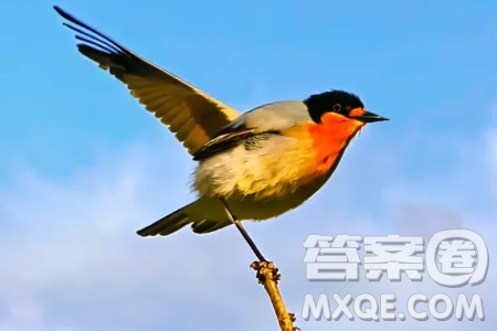 一只站在樹上的鳥從來不會害怕樹枝斷裂材料作文800字