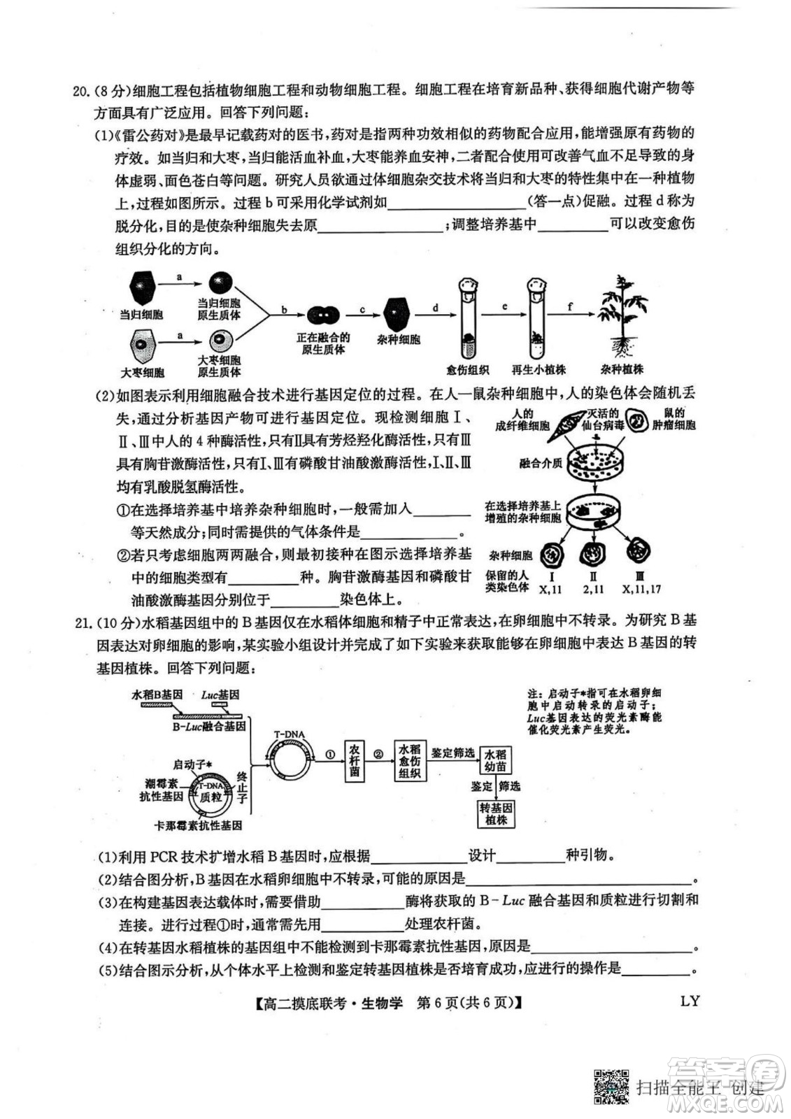 九師聯(lián)盟2025高二下學(xué)期6月摸底聯(lián)考生物答案